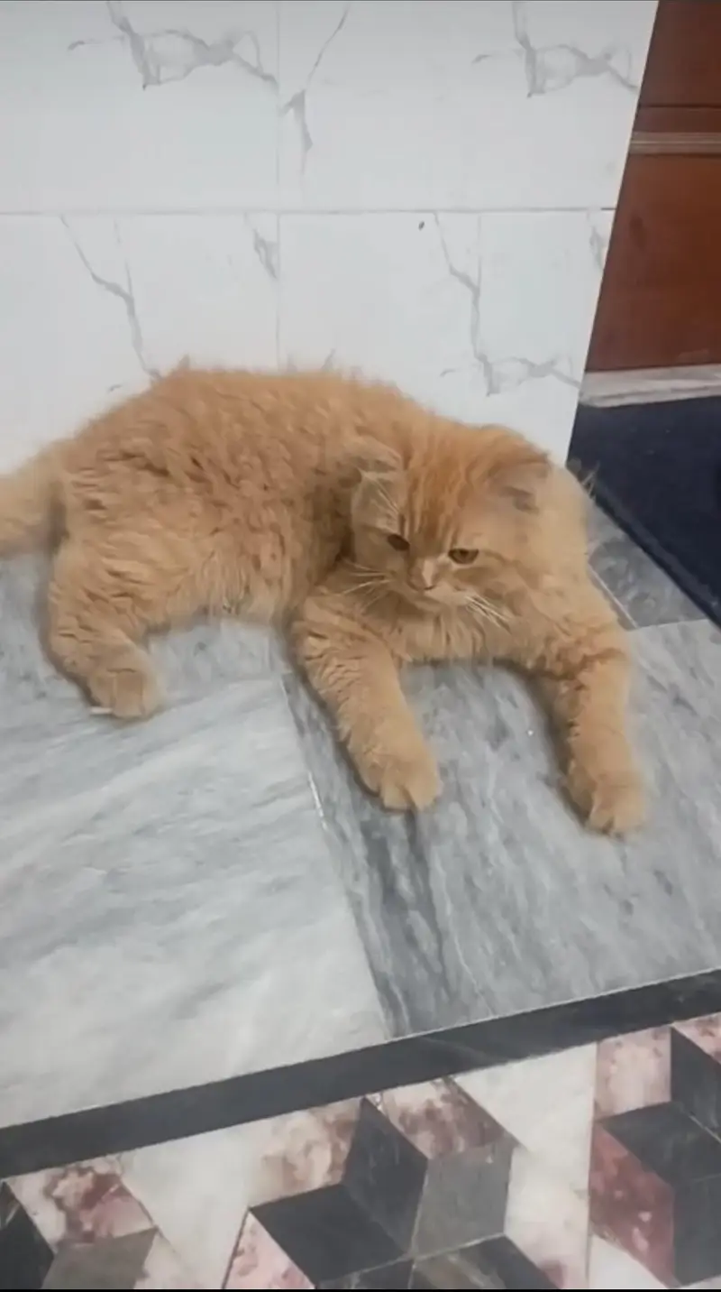 golden Persian kitten — photo 2