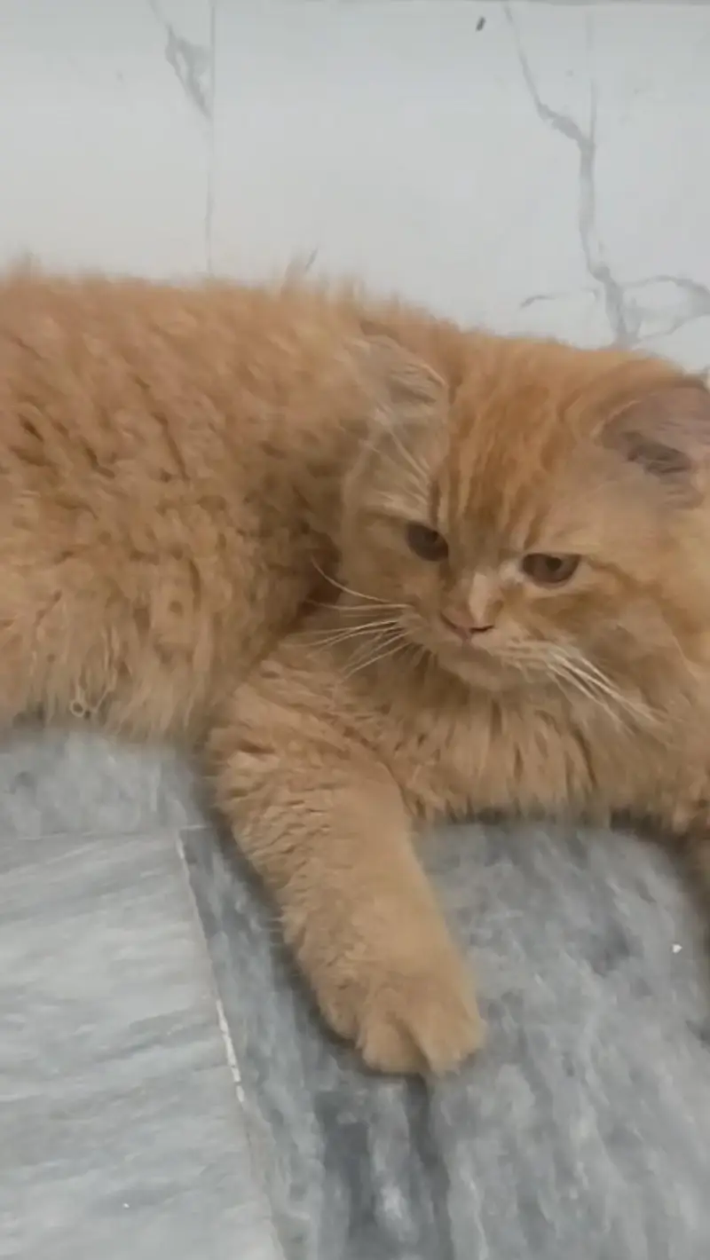 golden Persian kitten — photo 3