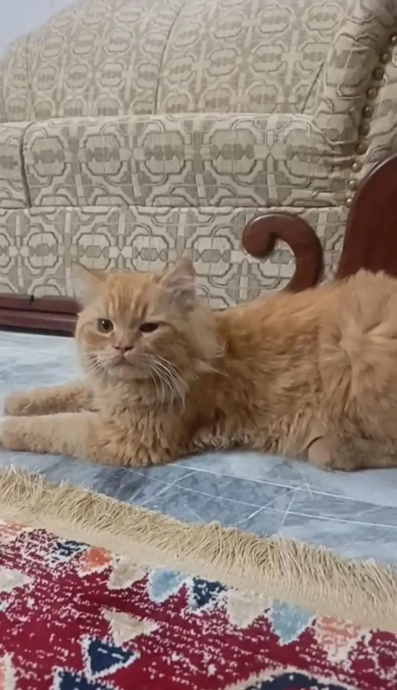 golden Persian kitten — photo 4