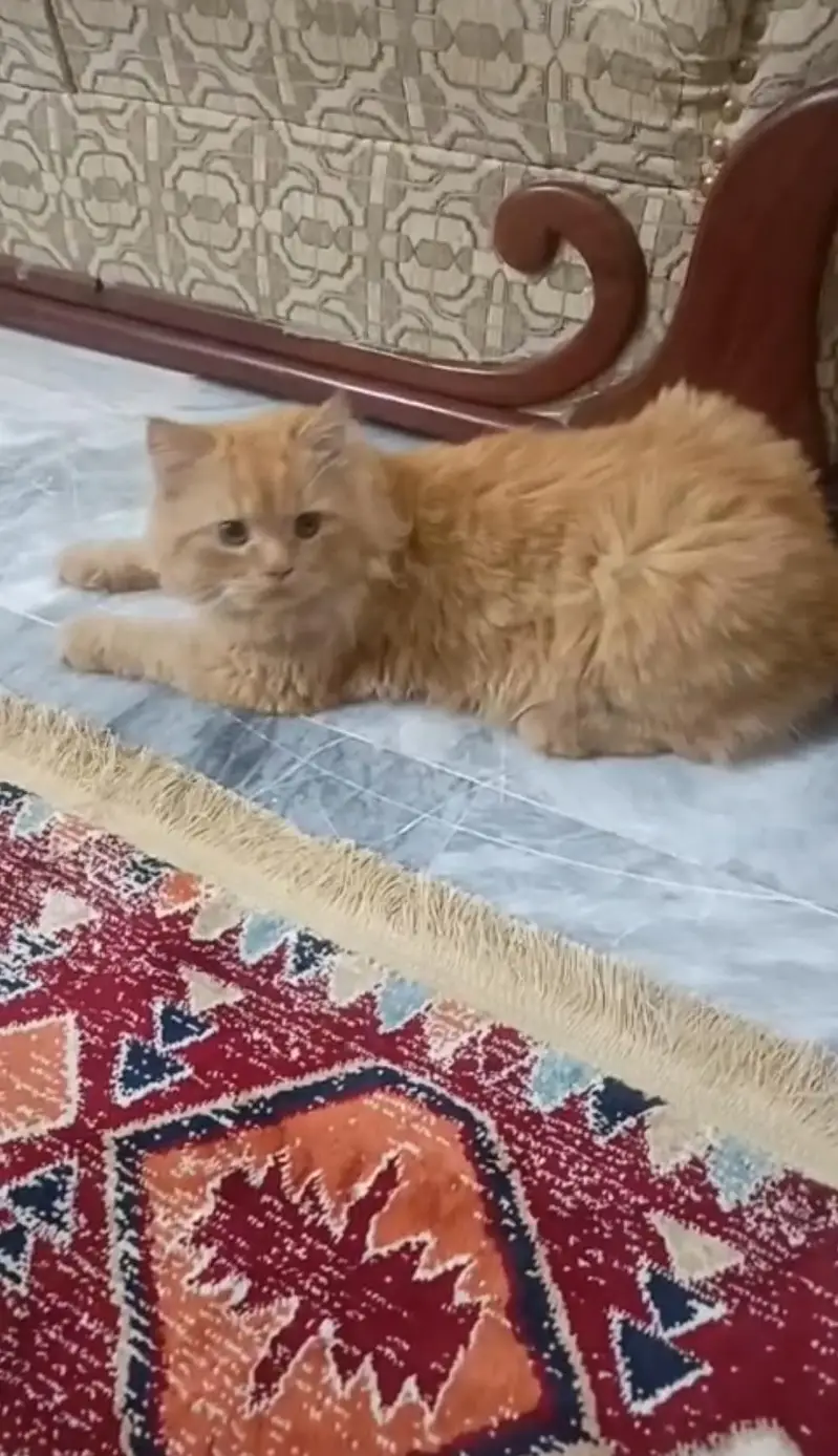 golden Persian kitten — photo 5
