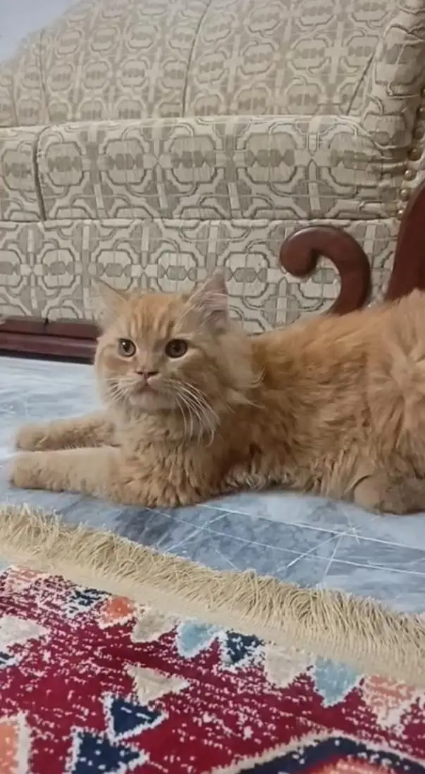 golden Persian kitten — photo 6