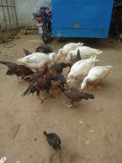 hens chicken and goose ducks