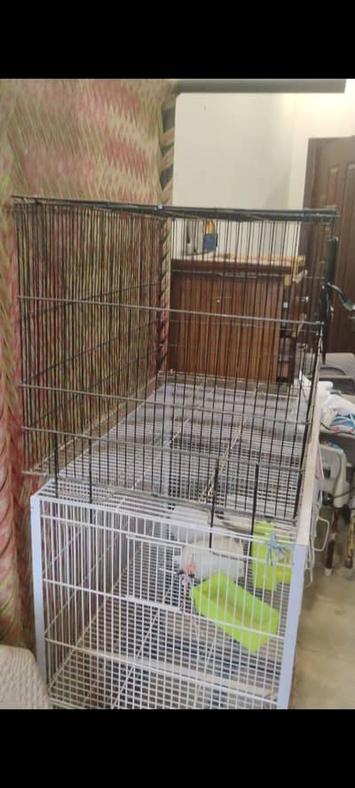 Bird Cage