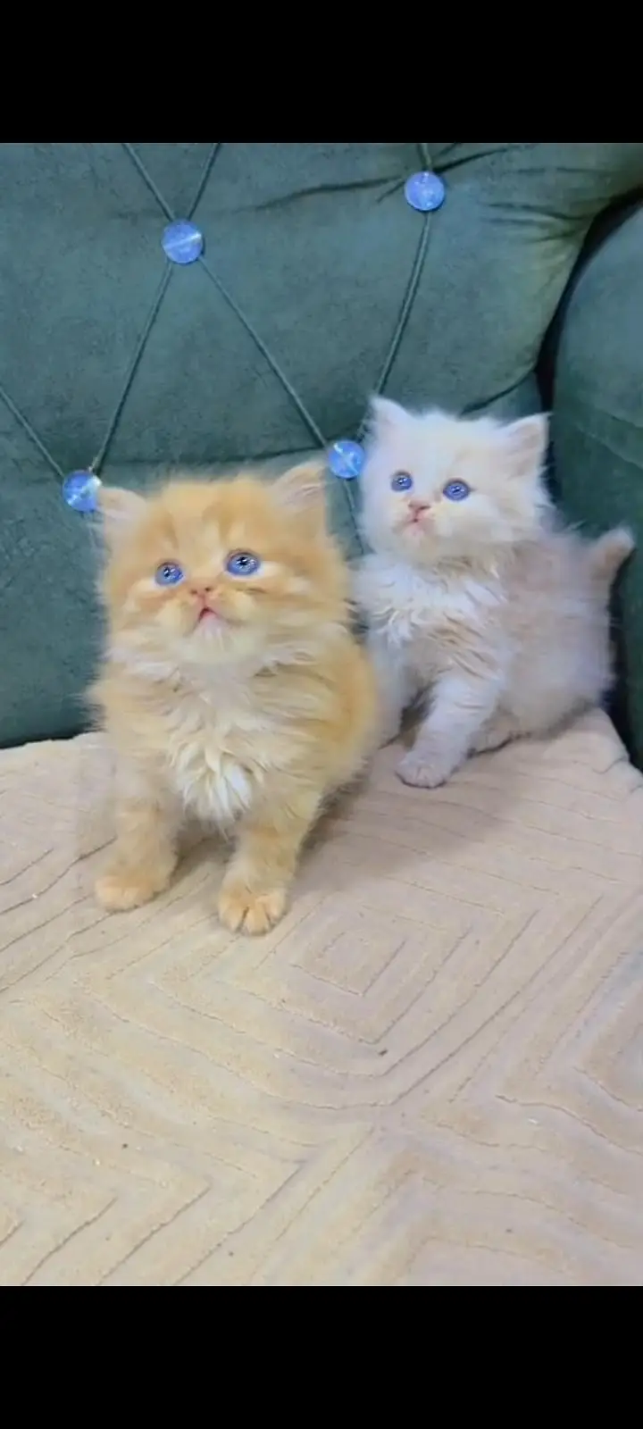Quality Persian Punch Face cat &kittens 03476305771 WhatsApp — photo 2