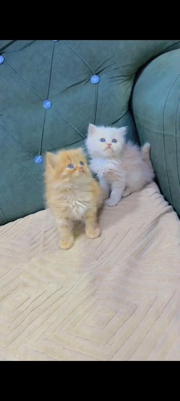 Quality Persian Punch Face cat &kittens 03476305771 WhatsApp — photo 3