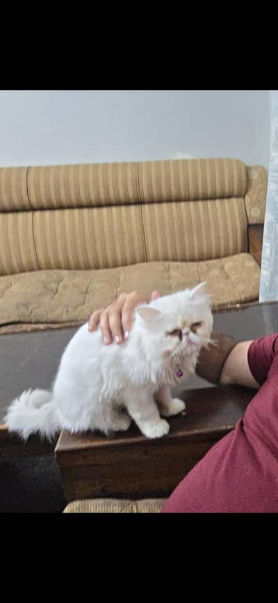 persian cat punch face