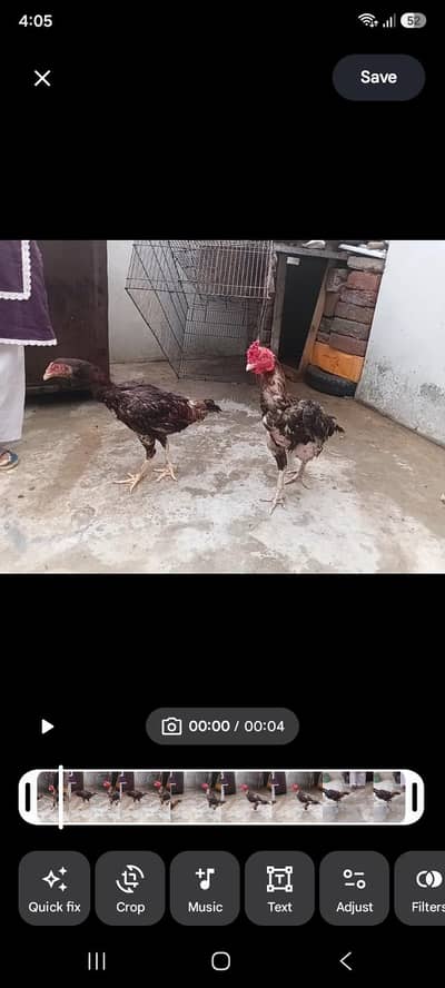 Pure Aseel pair availabel with 4 children