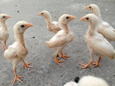 Heera aseel chicks