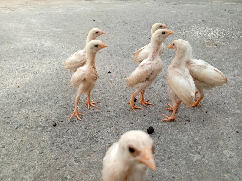 Heera aseel chicks — photo 2