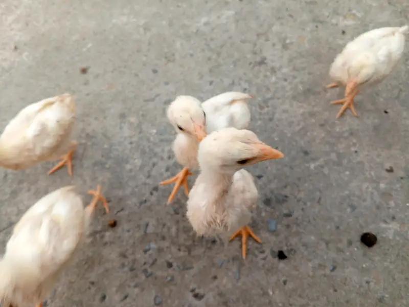 Heera aseel chicks — photo 3