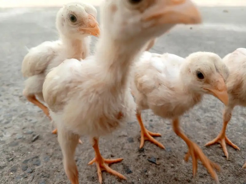 Heera aseel chicks — photo 4