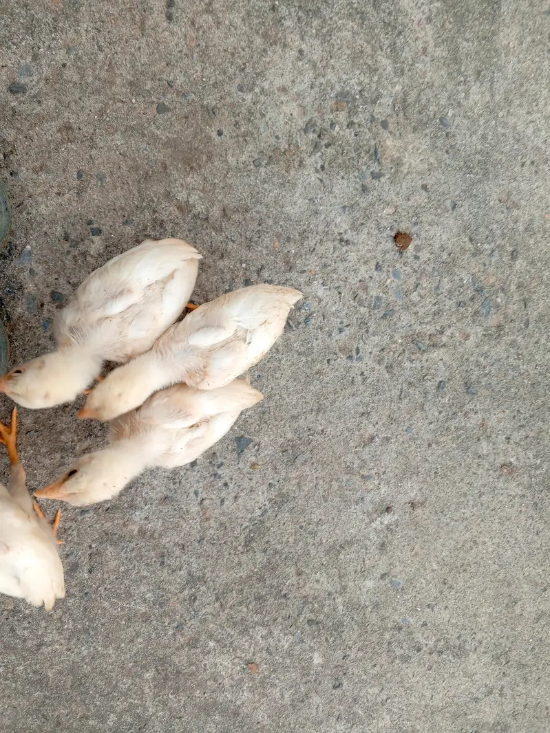 Heera aseel chicks — photo 5