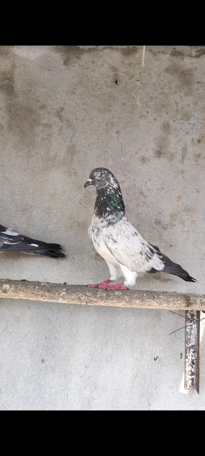 Dab wala or chat wala male — photo 3
