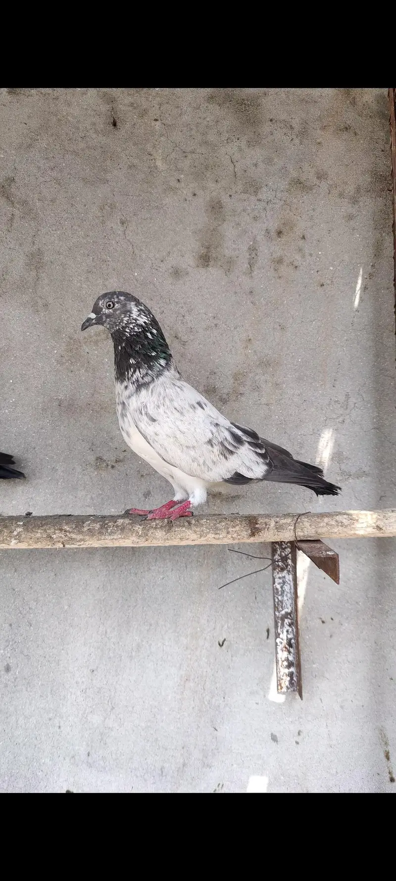 Dab wala or chat wala male — photo 4