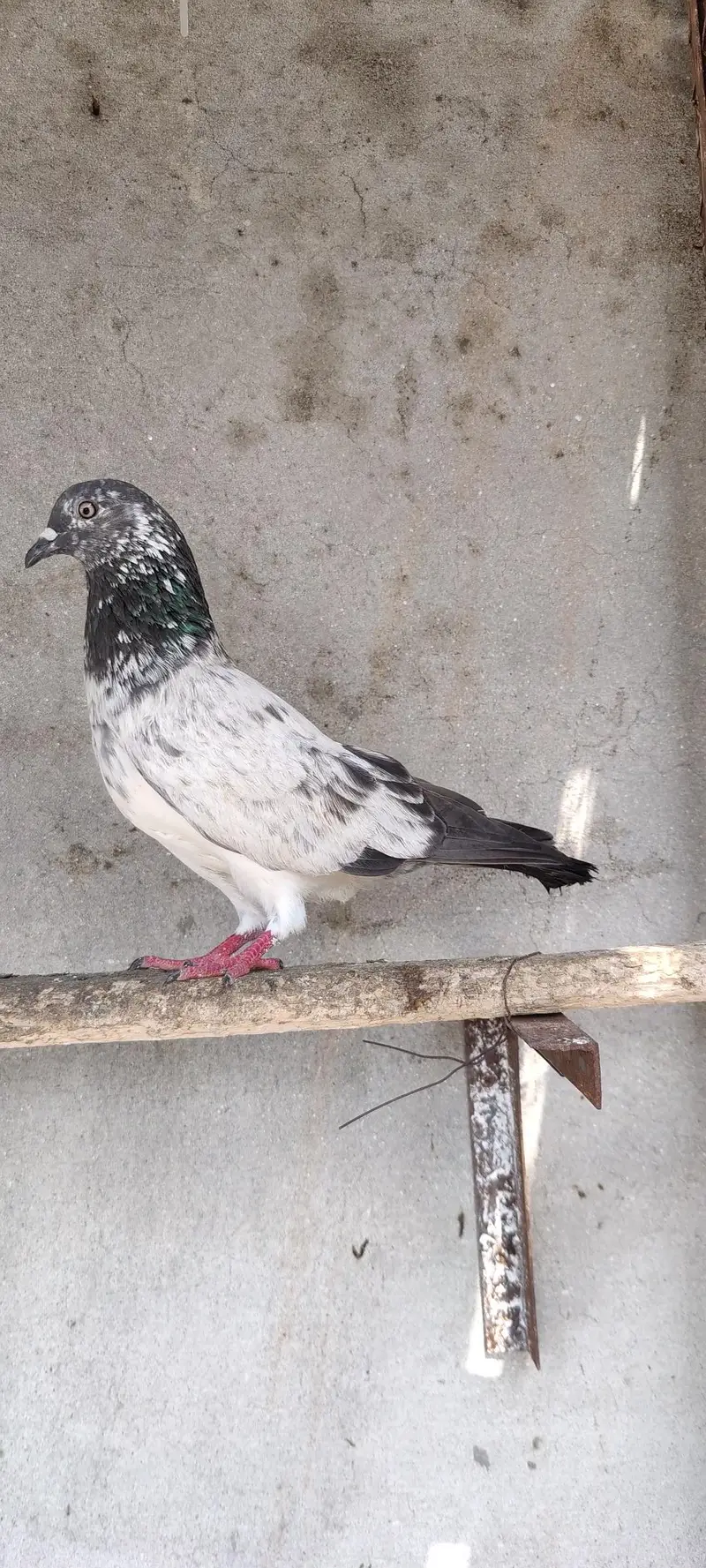 Dab wala or chat wala male — photo 5