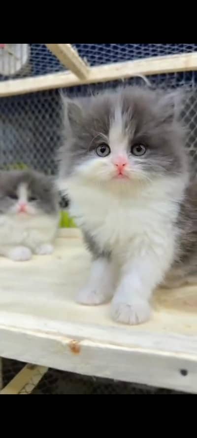 Quality Persian Punch Face cat &kittens 03476305771 WhatsApp