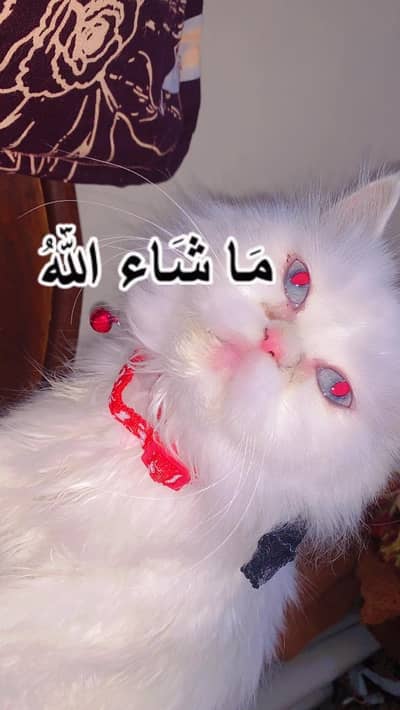persian cat punch face