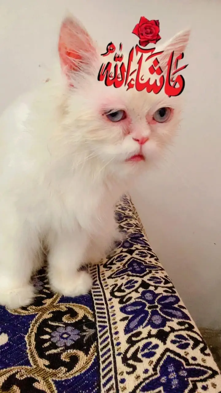 persian cat punch face — photo 2