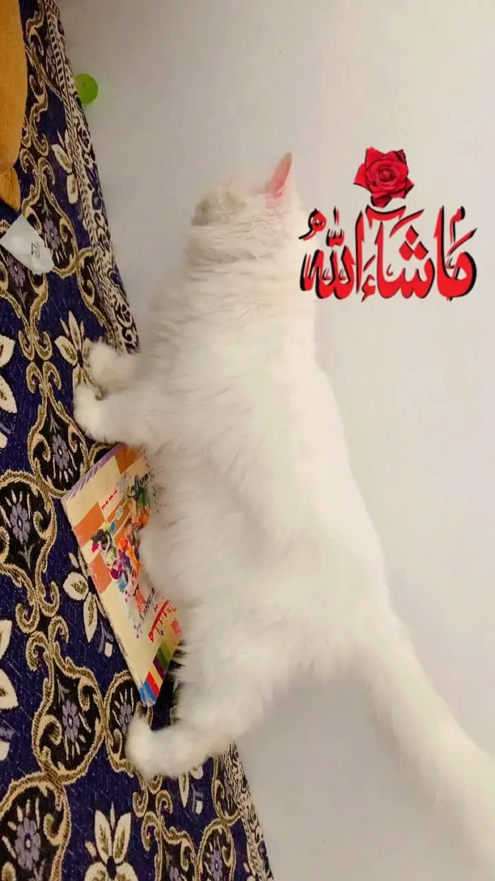 persian cat punch face — photo 3