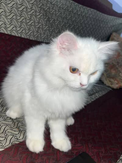 Female 6 months cat