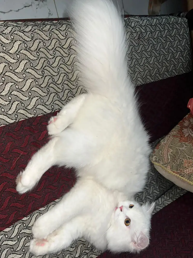 Female 6 months cat — photo 2