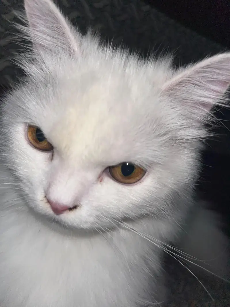 Female 6 months cat — photo 3