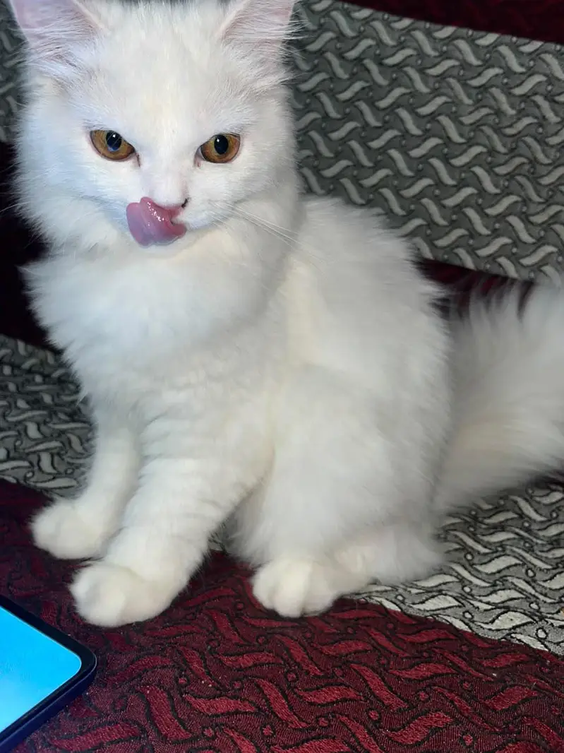 Female 6 months cat — photo 4