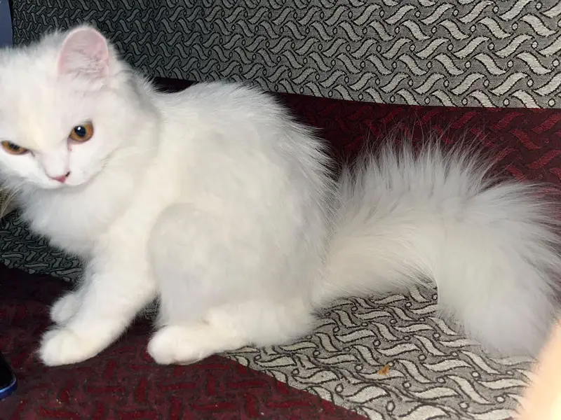 Female 6 months cat — photo 5