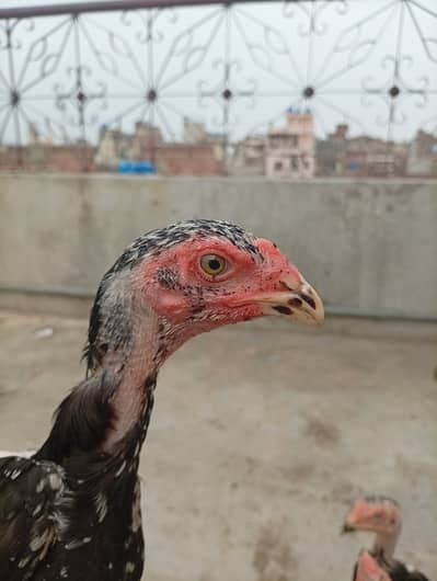 Japanese Shamo chicks,  pair, age 3 months