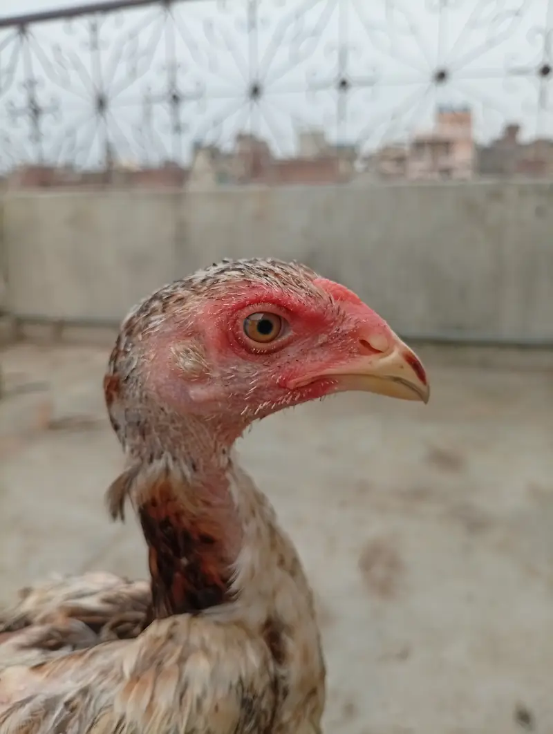 Japanese Shamo chicks,  pair, age 3 months — photo 2