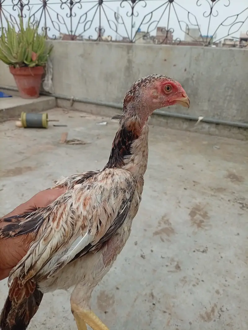 Japanese Shamo chicks,  pair, age 3 months — photo 4