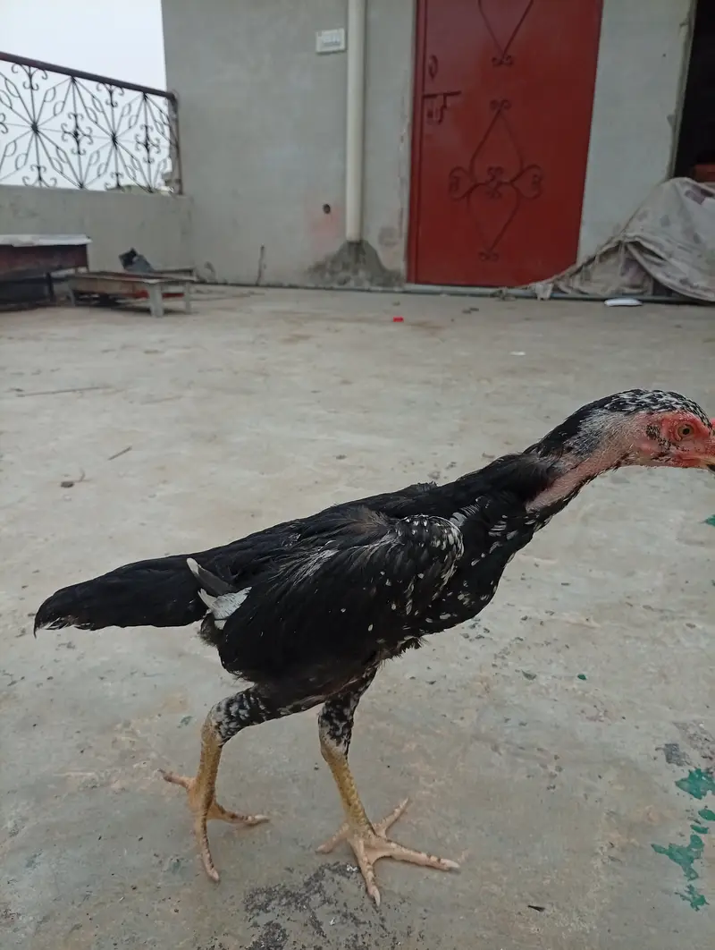 Japanese Shamo chicks,  pair, age 3 months — photo 5