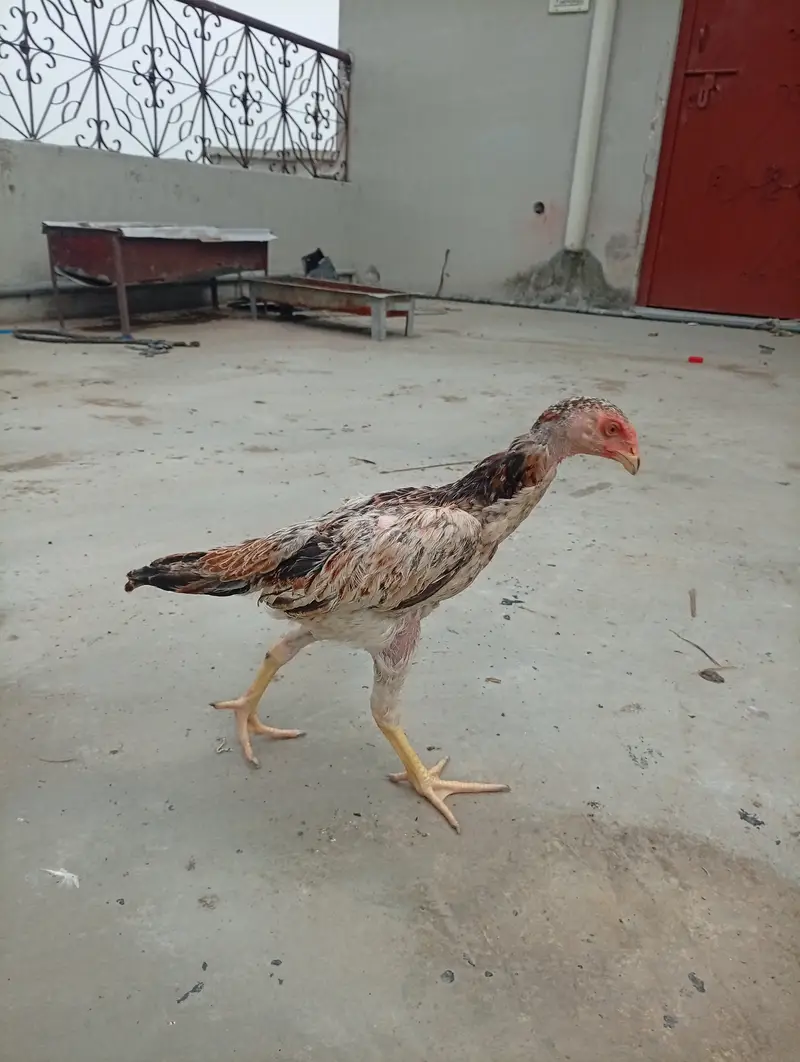 Japanese Shamo chicks,  pair, age 3 months — photo 6