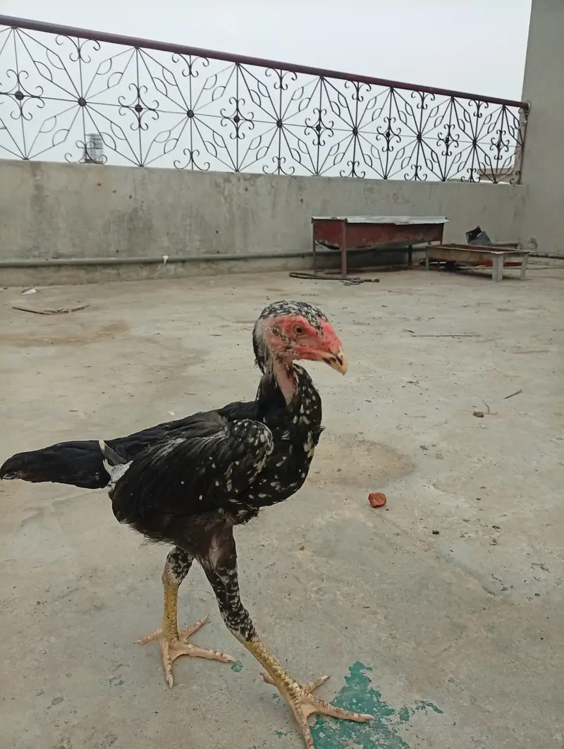 Japanese Shamo chicks,  pair, age 3 months — photo 7