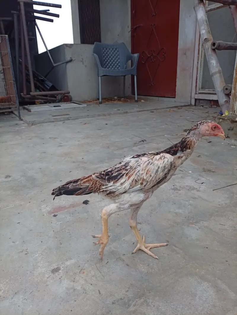 Japanese Shamo chicks,  pair, age 3 months — photo 8