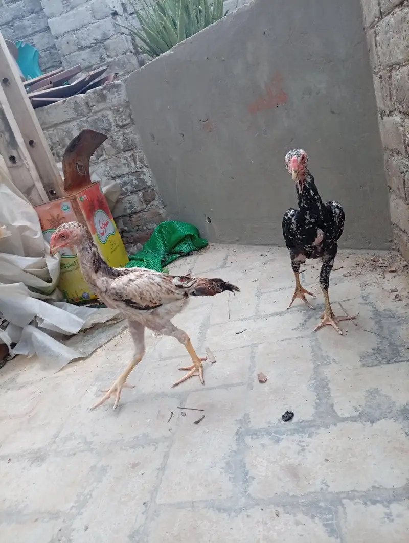 Japanese Shamo chicks,  pair, age 3 months — photo 9