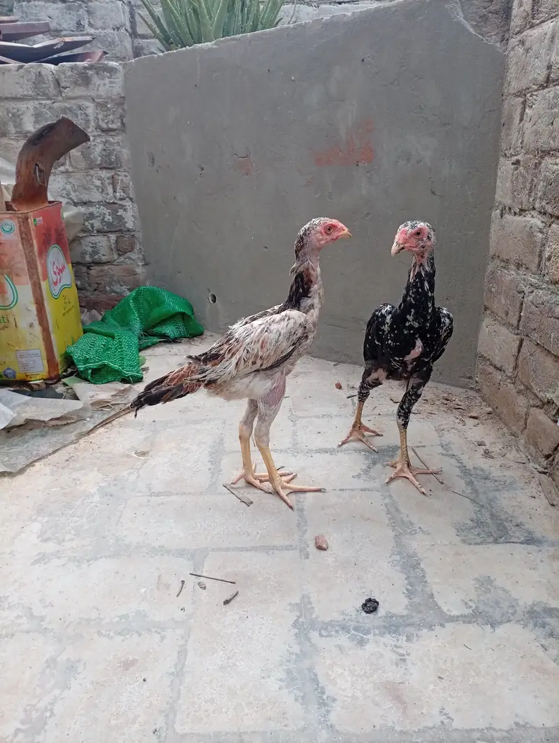 Japanese Shamo chicks,  pair, age 3 months — photo 10
