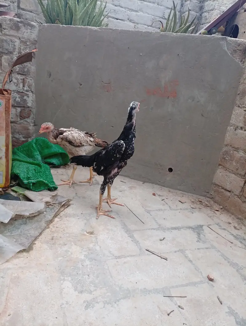Japanese Shamo chicks,  pair, age 3 months — photo 11