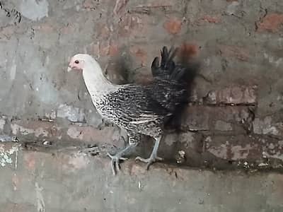 Hens | Misri Hens | Fayoumi Misri | Austrolorp Hens | Desi Golden Hens