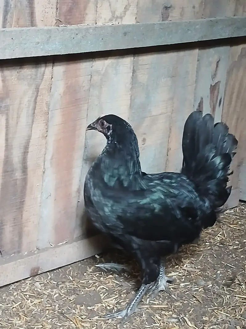 Hens | Misri Hens | Fayoumi Misri | Austrolorp Hens | Desi Golden Hens — photo 2