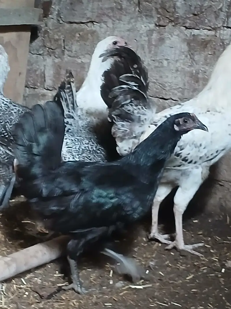 Hens | Misri Hens | Fayoumi Misri | Austrolorp Hens | Desi Golden Hens — photo 3