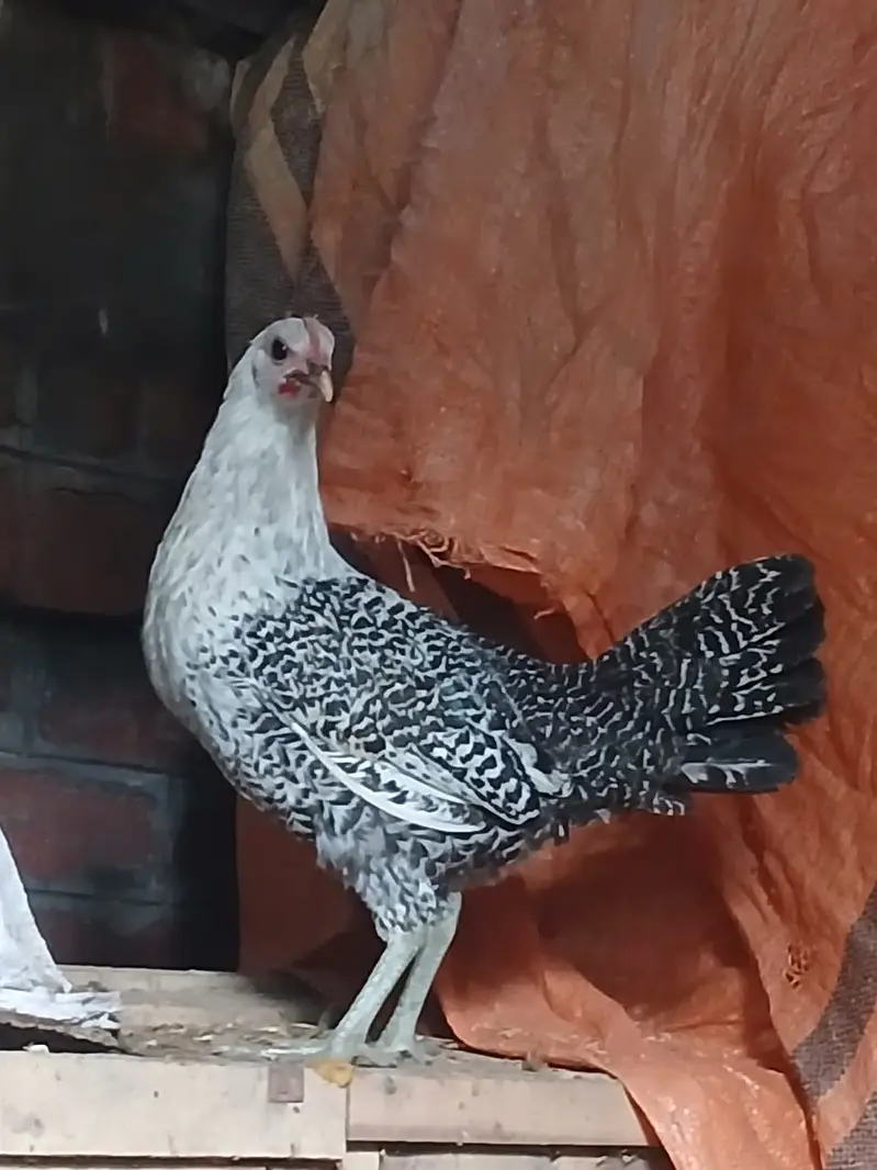 Hens | Misri Hens | Fayoumi Misri | Austrolorp Hens | Desi Golden Hens — photo 4