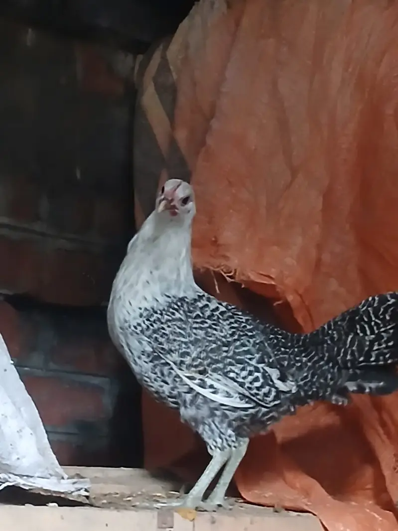 Hens | Misri Hens | Fayoumi Misri | Austrolorp Hens | Desi Golden Hens — photo 5