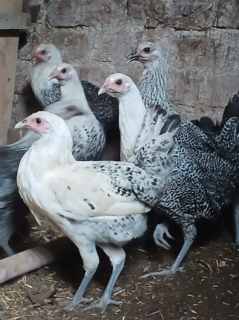 Hens | Misri Hens | Fayoumi Misri | Austrolorp Hens | Desi Golden Hens — photo 6