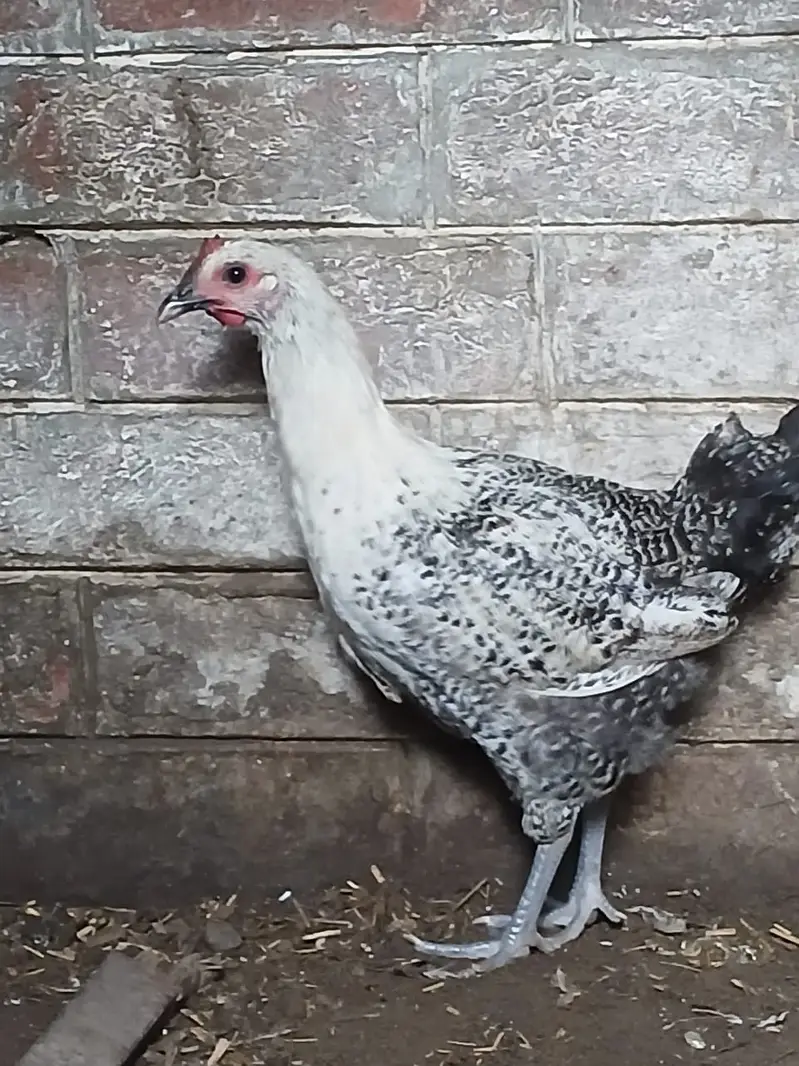 Hens | Misri Hens | Fayoumi Misri | Austrolorp Hens | Desi Golden Hens — photo 7