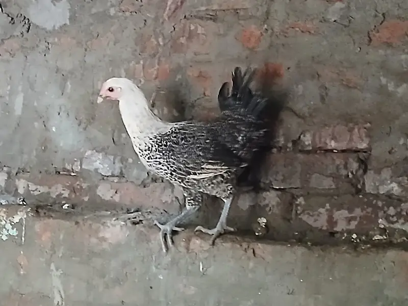 Hens | Misri Hens | Fayoumi Misri | Austrolorp Hens | Desi Golden Hens — photo 8