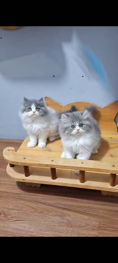 Quality Persian Punch Face cat &kittens 03476305771 WhatsApp