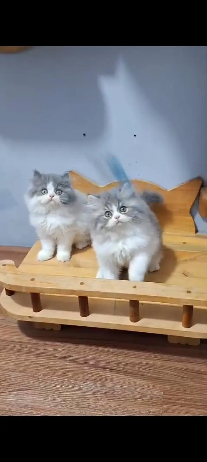 Quality Persian Punch Face cat &kittens 03476305771 WhatsApp — photo 3