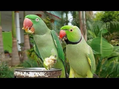 اعلیٰ نسل کے را طوطے برائے فروخت