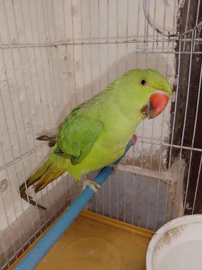 Ringneck green pair